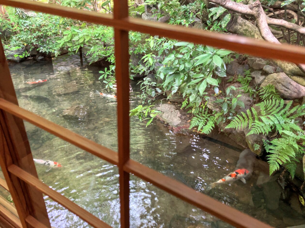 瓢亭の本館の庭の鯉の写真