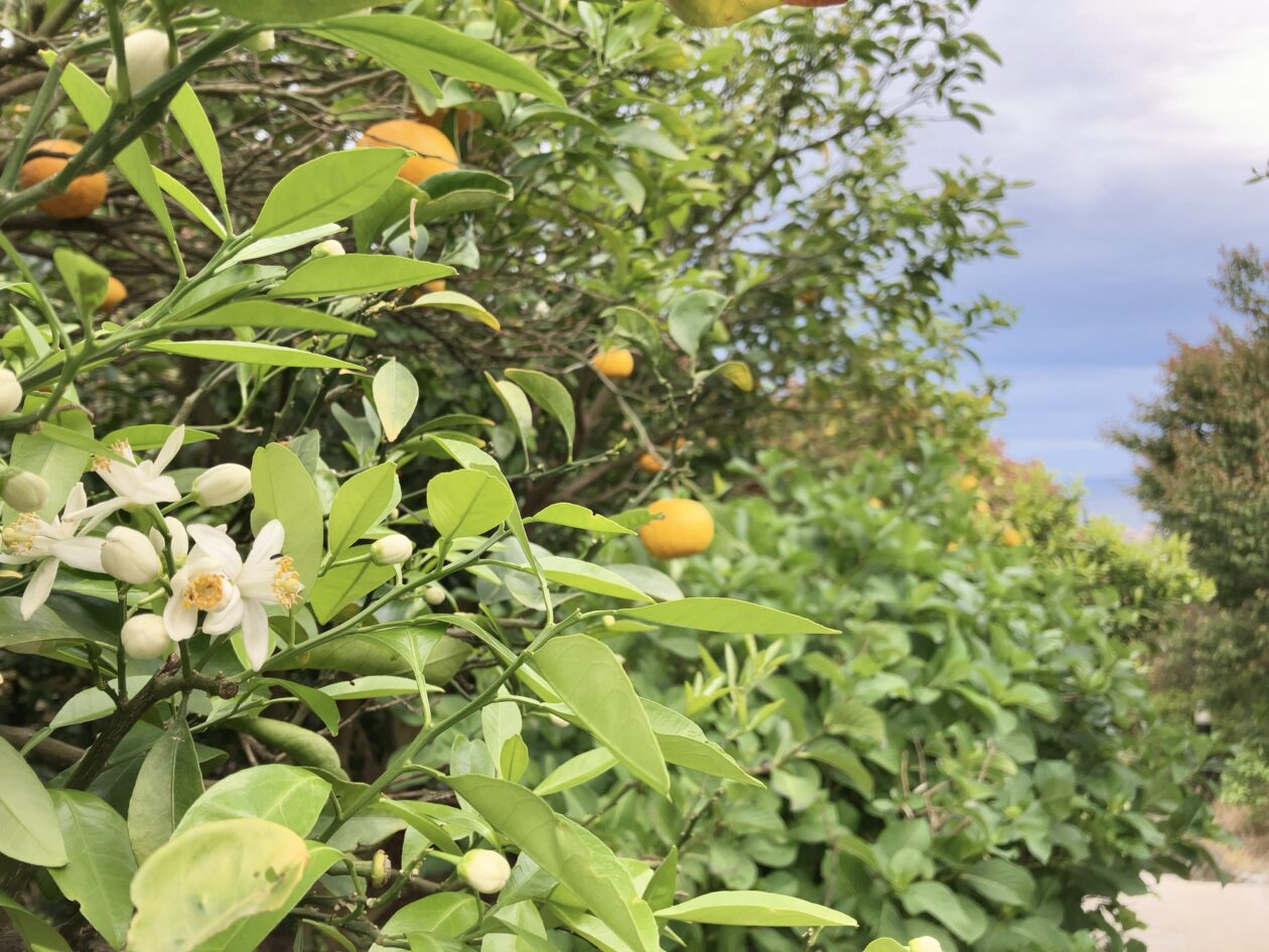 柑橘の花の写真