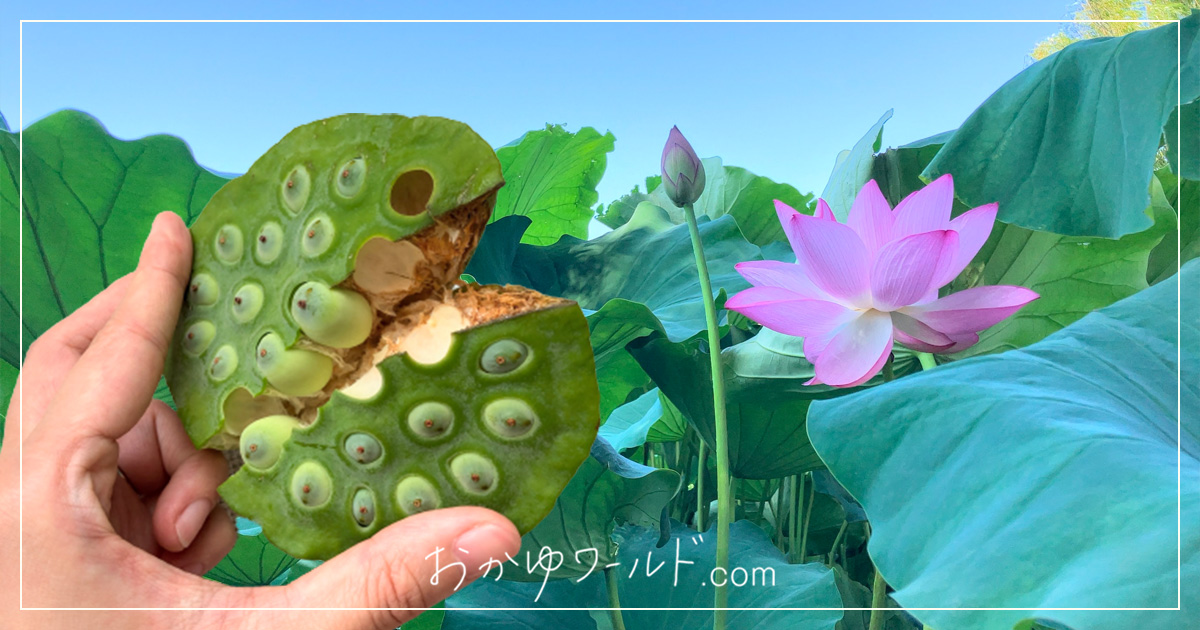 蓮の実って生で食べられるのね!?蓮の花托から実を取り出して食べてみた | おかゆワールド.com